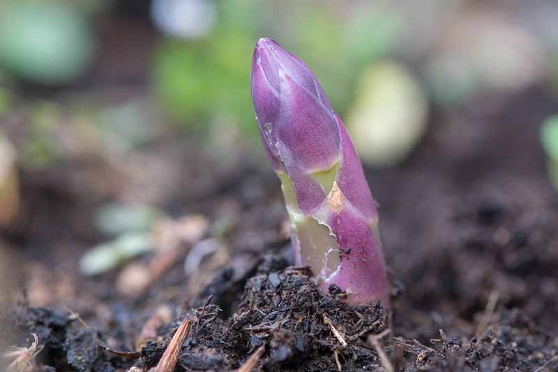 A close up of a small purple asparagus spear poking through the dark, rich soil, on a soft focus background.