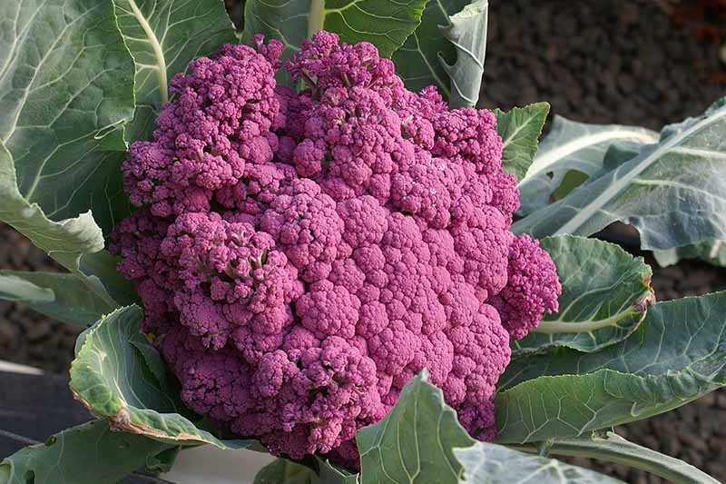 A close up of a purple cauliflower variety that produces purple heads instead of the usual white ones, surrounded by green foliage with pale green stems and veins on a soft focus background.