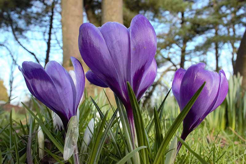 A close up of purple C. crysanthus flowers growing in the lawn on a bright spring day with a garden scene in soft focus in the background.