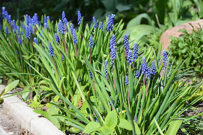 Clumps of Muscari plants growing in a border with blue flowers and green foliage in bright sunshine fading to soft focus in the background.