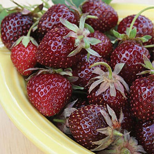 A close up of the fruit of the 'Purple Wonder' strawberry cultivar in a yellow ceramic bowl set on a wooden surface.