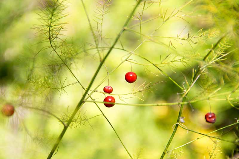 A close up of red berries forming on a female asparagus plant, surrounded by fern-like foliage starting to turn yellow on a bright green soft focus background.