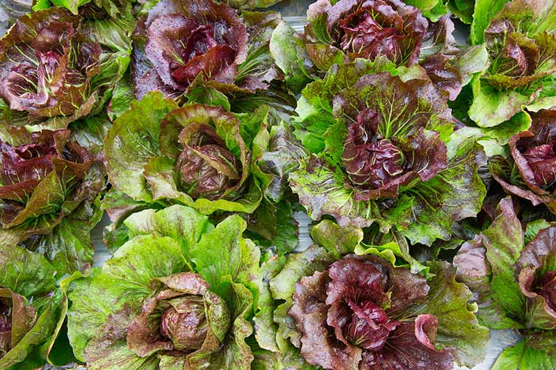 A close up top down picture of red butterhead lettuce with soft leaves in light green and reddish tones.