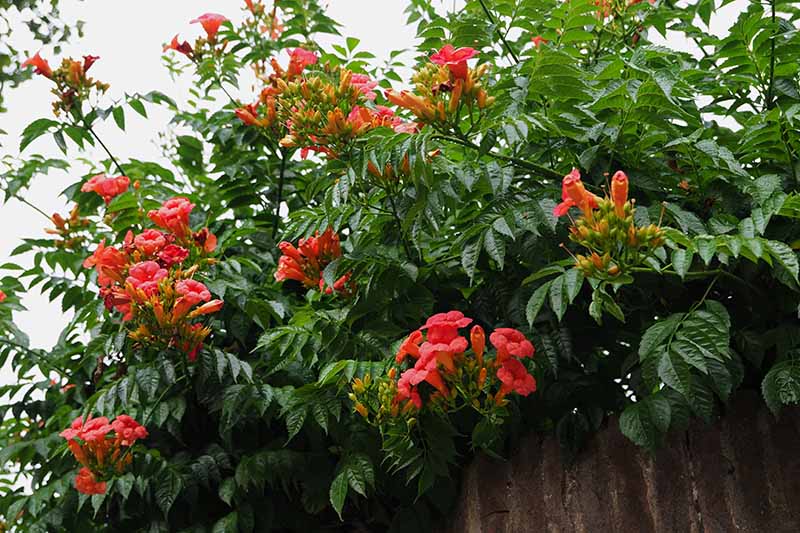 A close up of the Bignonia capreolata vine growing up and over a fence in the garden, with dark green foliage and bright red trumpet shaped flowers.