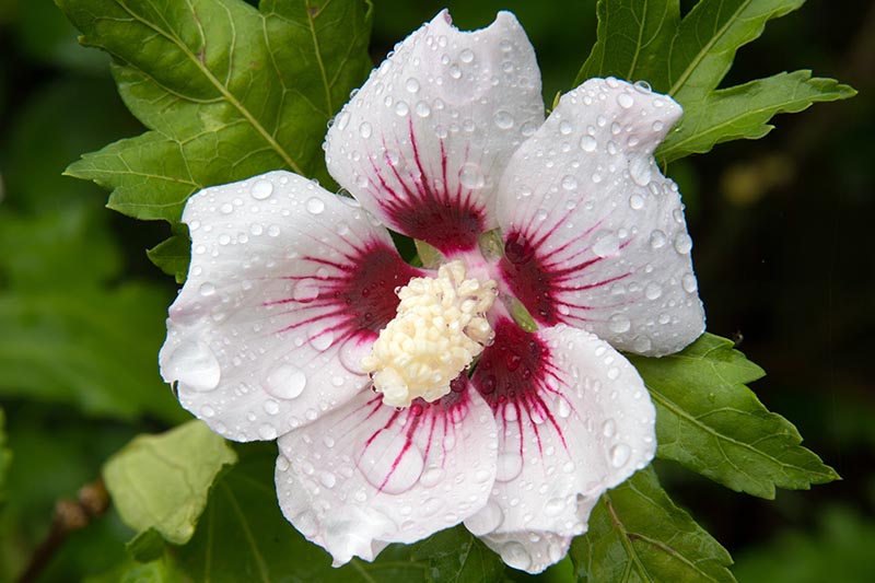 A close up of a white flower with a deep red eye and red streaks along the petals with green foliage in the background fading to soft focus.