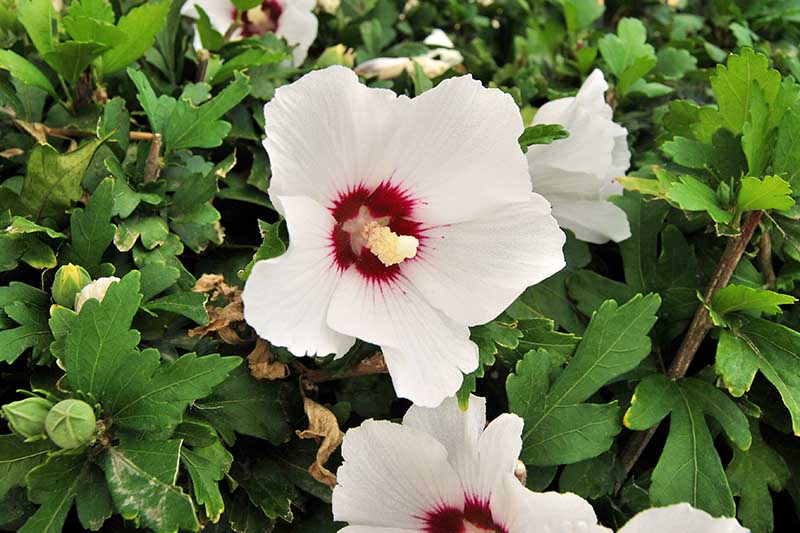 A close up horizontal image of a white hibiscus flower with a bright red throat growing in the garden.