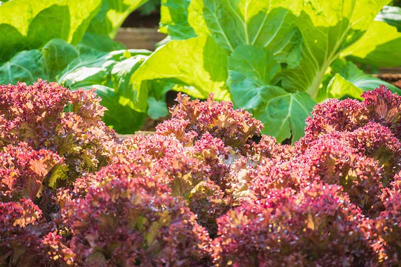 A close up of bright red Lollo Rosso lettuce with frilly leaves pictured in bright sunshine, with a green variety in soft focus in the background.