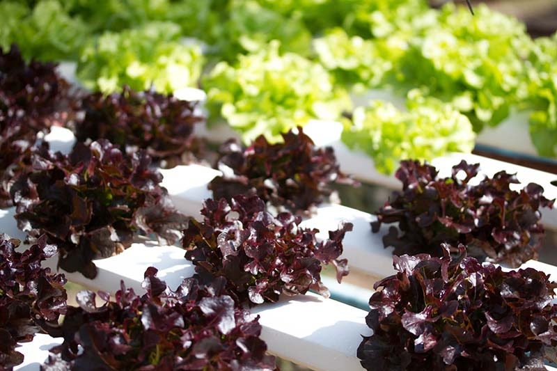 A collection of red and green lettuce growing in white plastic hydroponic rows, fading to soft focus in the background.