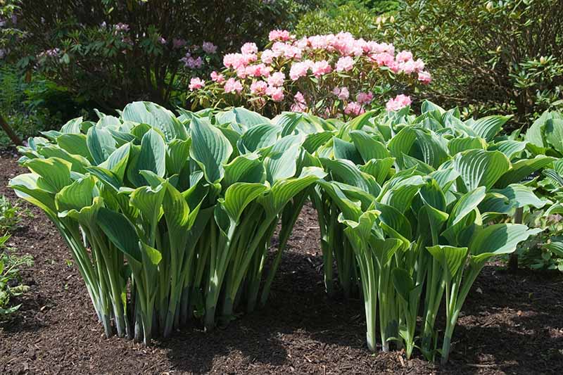 A garden scene featuring 'Regal Splendor' hostas plants in a neat garden border with pink flowers in the background, pictured in bright sunshine and fading to soft focus in the background.