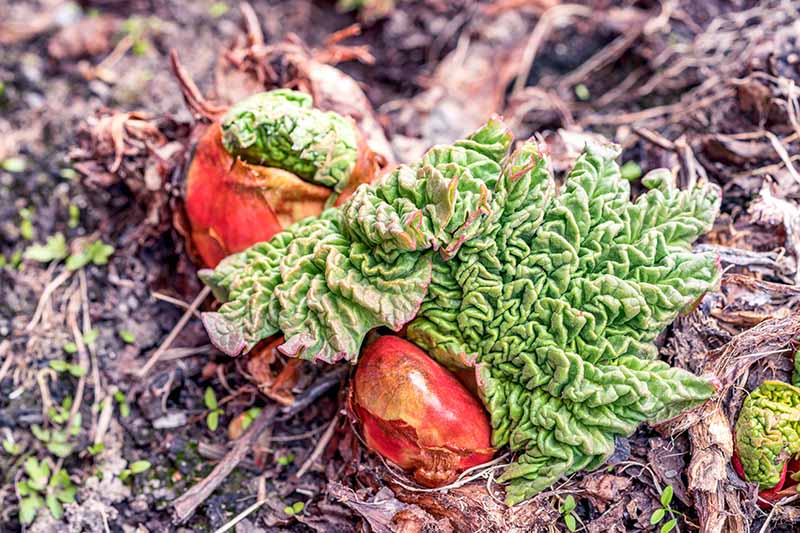 A close up of small rhubarb foliage just emerging from the crown in the early spring, surrounded by mulched soil.