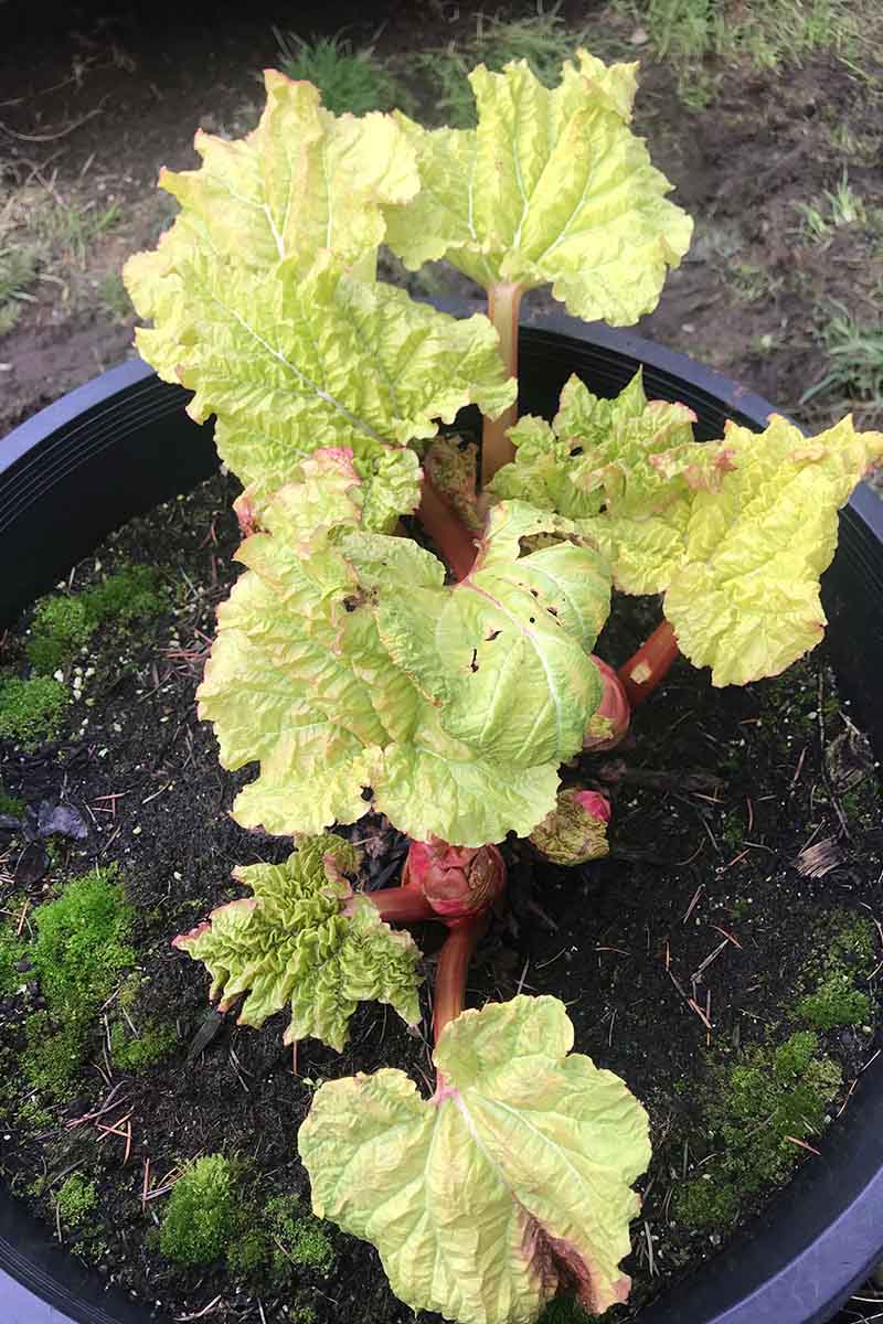 A vertical top down picture of a young rhubarb plant growing in a black plastic pot outdoors in the garden.