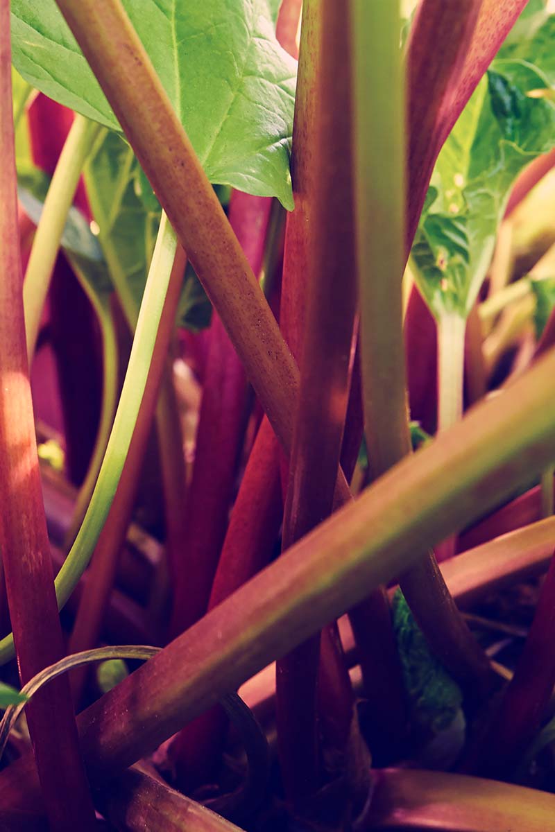 A vertical picture of the reddish green stalks of the rhubarb plant growing in the garden with bright green leaves and a dark soft focus background.