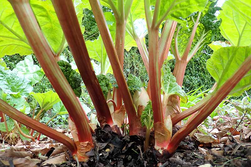 A close up of the reddish green stalks of the rhubarb plant growing in the garden surrounded by fallen leaves, in filtered sunshine fading to soft focus in the background.