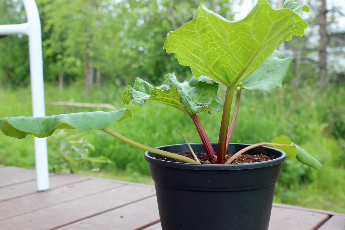 A close up of a small black plastic pot with a six-month-old rhubarb plant started from seed, set on a wooden surface, with a garden scene in soft focus in the background.