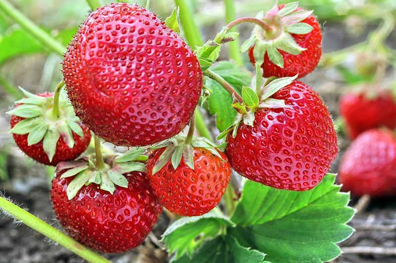 A close up of bright red, ripe strawberries growing on the plant in the garden, with bright green foliage, fading to soft focus in the background.