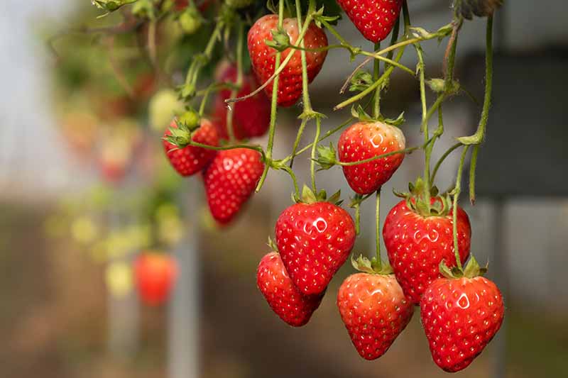A close up of bright red, ripe strawberries hanging from the branch on a soft focus background.