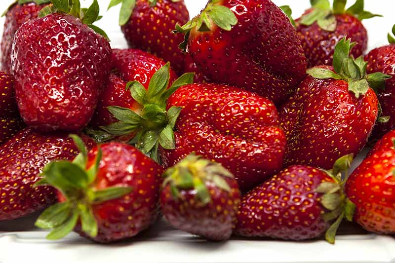 A close up of deep red, ripe strawberries on a white background.