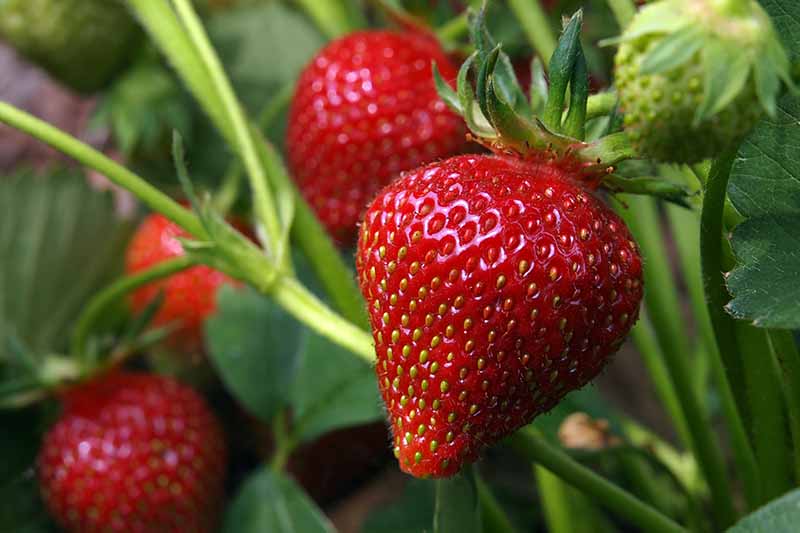 A close up of bright red, ripe strawberries contrasting with the light green foliage in bright sunshine on a soft focus background.