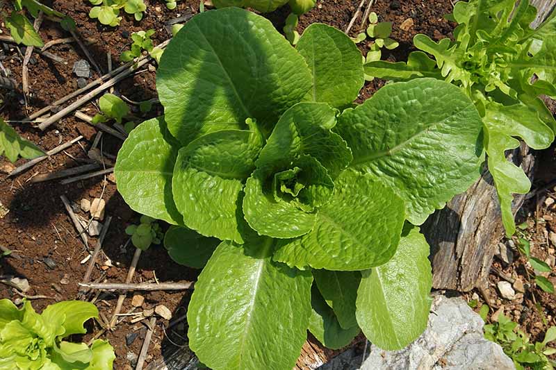 A close up, top down picture of a Romaine growing in the garden with light green, large, flat leaves, surrounded by soil, shown in bright sunshine.