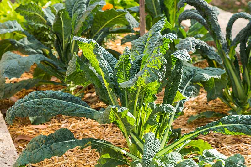 A close up of rows of Tuscan kale growing in an outdoor container, with plenty of space in between them and mulch on the soil, pictured in bright sunshine.