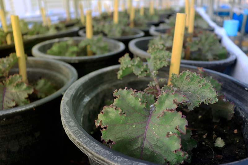 A close up of rows of circular black pots in a large greenhouse, each containing a kale plant and an upright wooden support. The leaves are dark green with a purple stem and veins. The background fades to soft focus.
