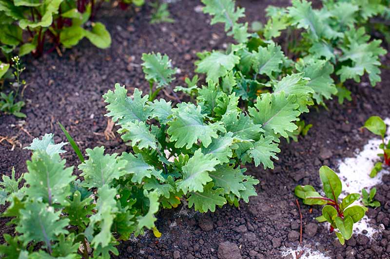 Kale Spacing: How Far Apart to Plant for the Best Harvest