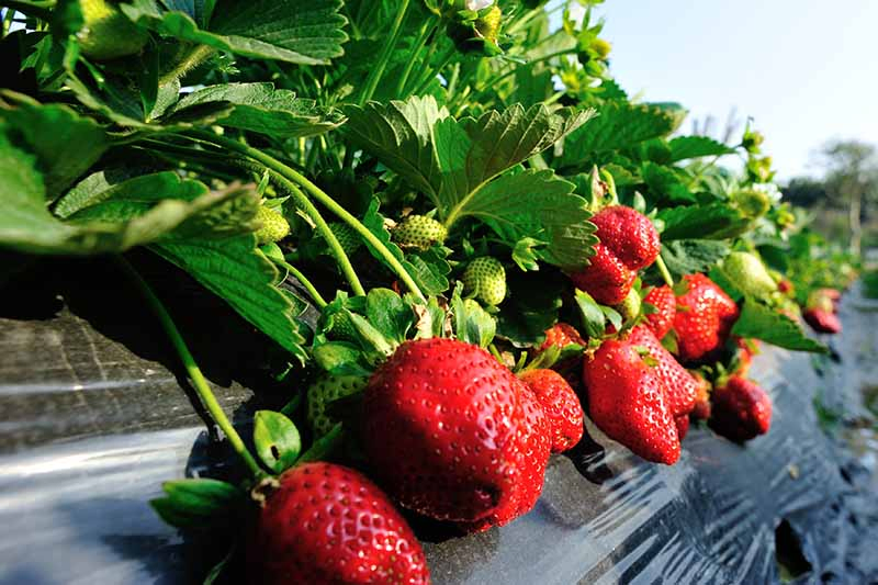 A close up of rows of strawberry plants with ripe red fruits growing in the garden in bright sunshine fading to soft focus in the background.