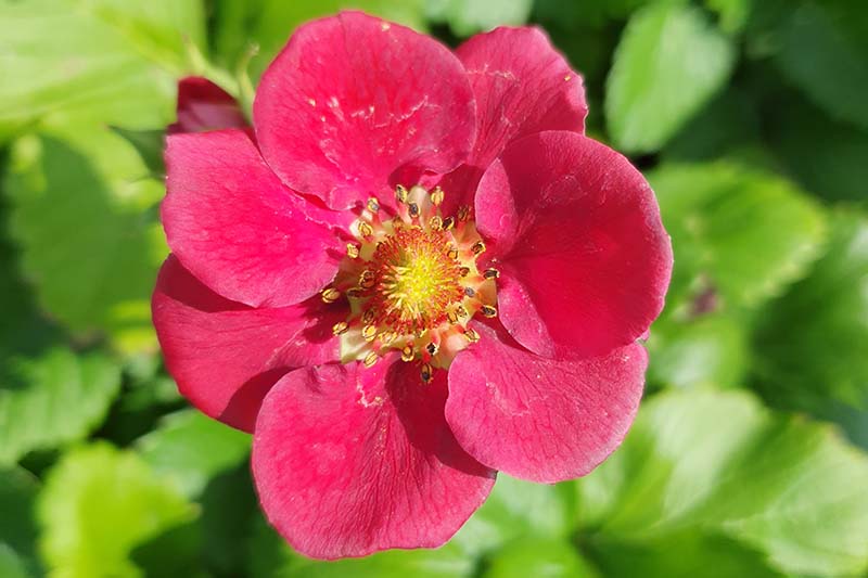 A close up of the 'Ruby Ann' flower, with bright pink petals and a yellow center, pictured in bright sunshine on a soft focus background.