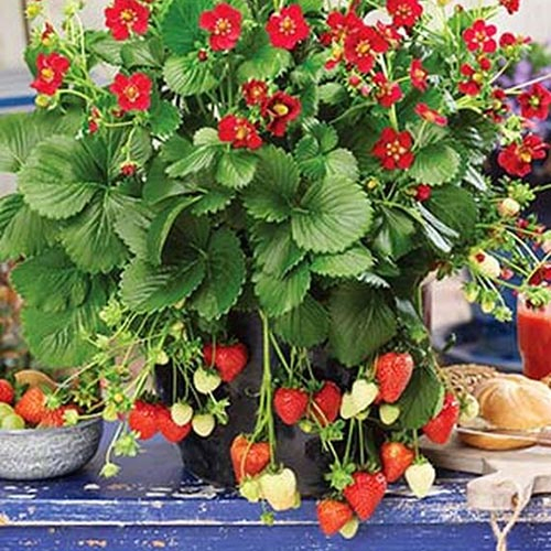 A close up of a black pot, containing a 'Ruby Ann' strawberry cultivar, with bright red flowers, and fruit hanging over the side of the container. The pot is set on a blue wooden surface in the kitchen with bread on a chopping board to the right of the frame.