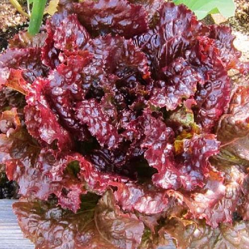 A close up of the frilly red leaves of the 'Ruby' variety of lettuce pictured growing in the garden in light sunshine.