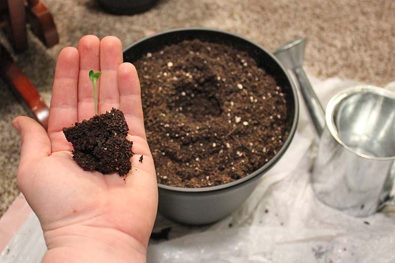 A hand to the left of the frame holding a small seedling just out of a seed tray, ready for transplanting into a larger pot, pictured in the background. To the right of the frame is a small watering can in soft focus.
