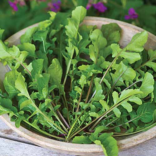 A close up of the leaves of the 'Selvatica' cultivar of arugula, harvested and set in a wooden bowl on a rustic surface with a soft focus green background.
