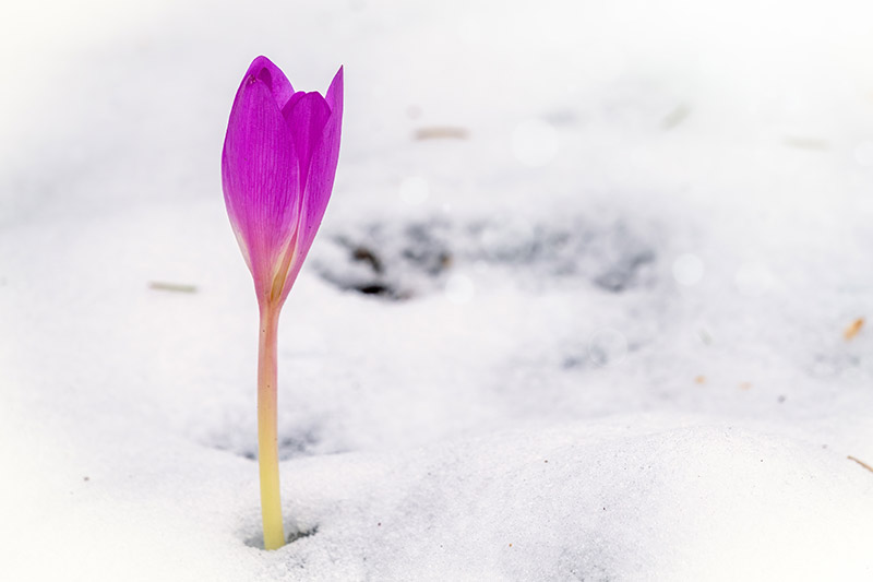 A pink crocus bud pushing up through the snow on a soft focus background.