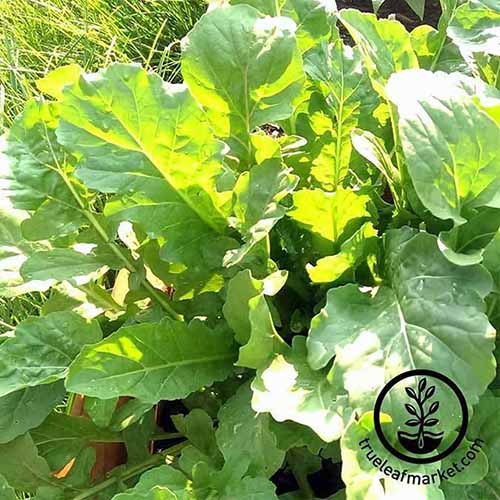 A close up of the large leaves of the 'Slow Bolt' variety of arugula growing in the garden in bright sunshine. To the bottom right of the frame is a black circular logo and text.