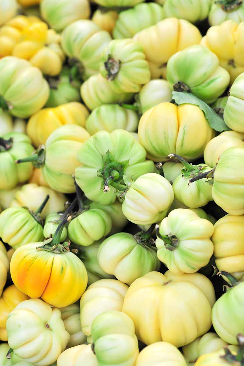 A vertical close up picture of small rounded white eggplants turning a shade of green and yellow.