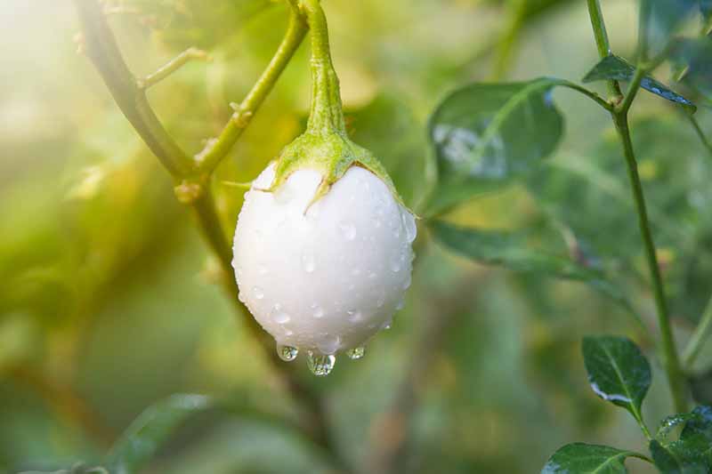 A close up of a small creamy white aubergine fruit growing on the plant with small water droplets on it, surrounded by green foliage in soft focus in light sunshine.