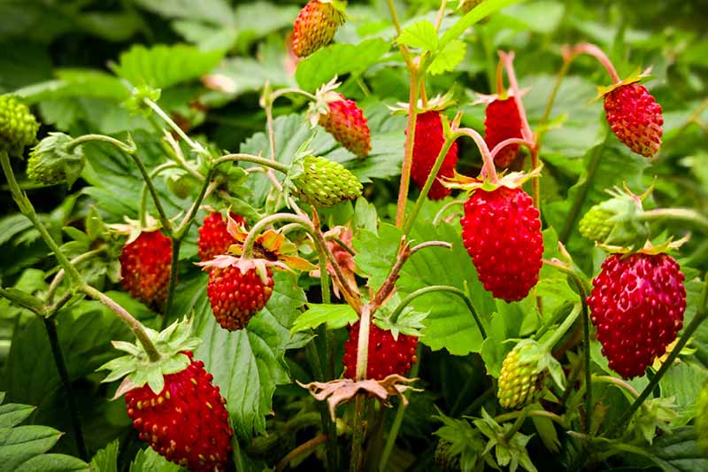 A close up of a strawberry plant with a variety of bright red, ripe fruit hanging from the branch, in light sunshine and bright green foliage in the background.