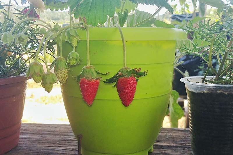 A bright green plastic planting pot containing a 'Sweet Charlie' plant with ripe and unripe strawberries hanging down the side. To the right and left are pots containing different herbs on a bright background.