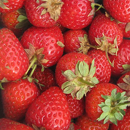 A close up background picture of bright red 'Sweet Charlie' strawberries.