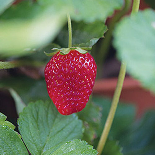 A close up of a single red fruit of the 'Sweet Kiss' strawberry cultivar, with green foliage surrounding it on a soft focus background.