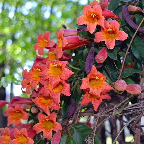 A close up of a 'Tangerine Beauty' crossvine growing in the garden.