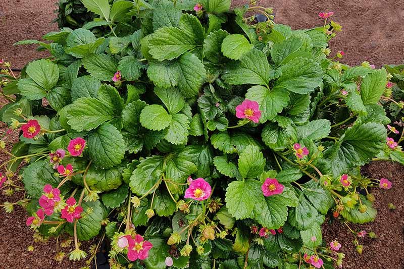 A top down close up of a 'Toscana' strawberry plant with bright pink flowers, growing in the garden with soil in the background.