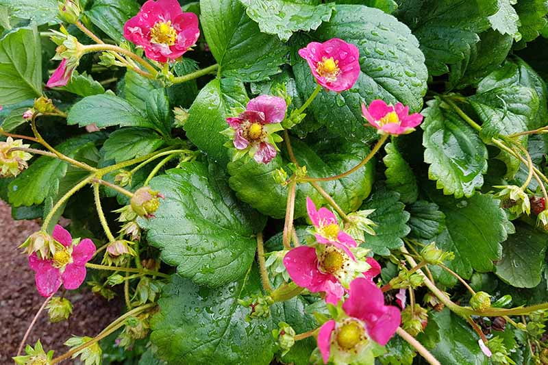 A close up of the 'Toscana' strawberry plant with bright pink flowers set against bright green foliage with water droplets on the leaves.