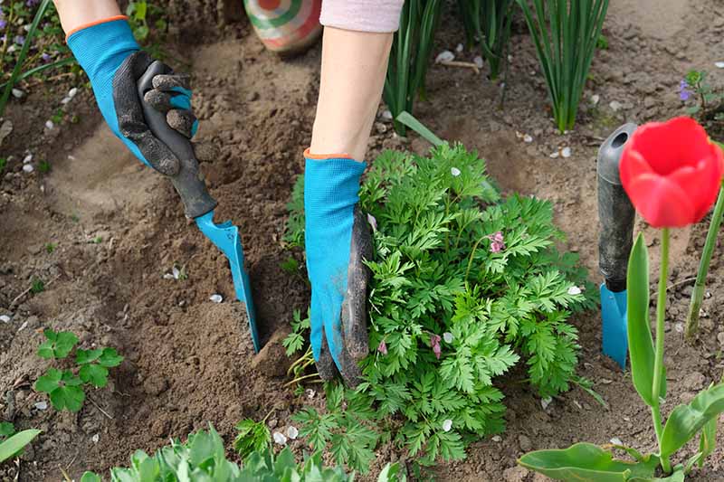 Two hands wearing blue gardening gloves, one holding a trowel to dig a hole to transplant a young L. spectabilis plant. To the right of the frame is a further hand spade and a red flower. In the background is soil and other foliage.