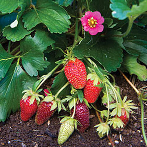 A close up of a 'Tristan' plant with bright green foliage, a small pink flower and ripening strawberries with soil in the background.