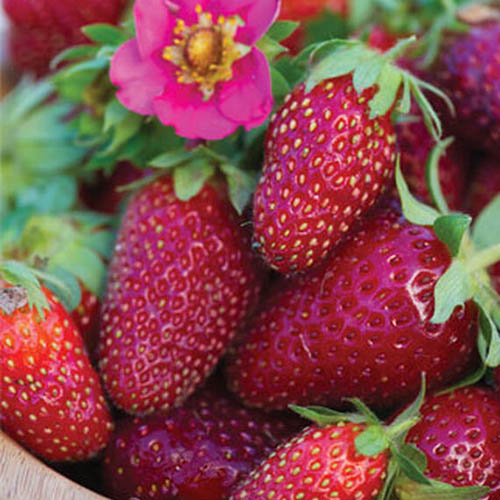 A close up of the freshly harvested fruit of the 'Tristan' strawberry cultivar, with a bright pink flower at the top of the frame.