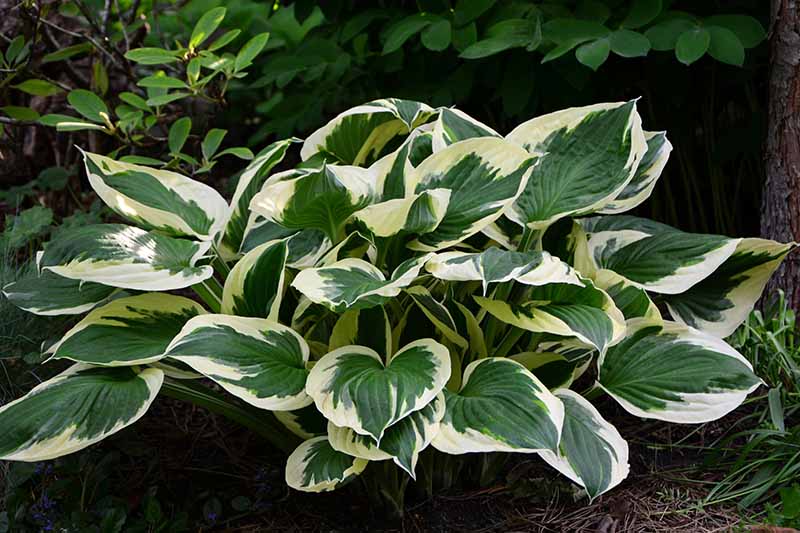 A close up of a hosta plant of the variety 'Minuteman' growing underneath a tree in a shady location. With dark green leaves that are edged in light green and white. The background is dark in soft focus.
