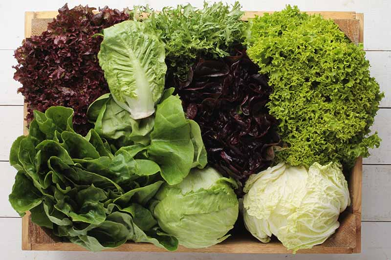 A close up of eight different varieties of lettuce, from tight headed iceberg to frilly red cultivars, set on a wooden board on a white surface.