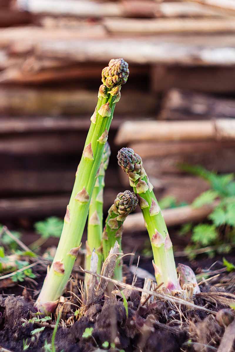 A vertical picture of asparagus spears growing in the garden surrounded by dark rich soil, with a wooden fence in soft focus in the background.