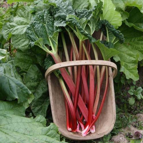 A close up of the 'Victoria' variety of rhubarb, freshly harvested red stalks and dark green leaves, set in a wooden gardening basket.
